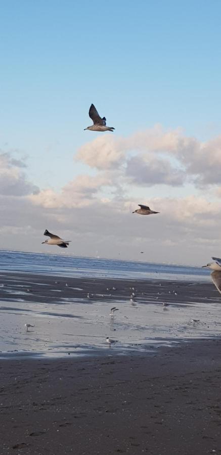 Bord De Plage, Thalasso Et Vue Mer ! Cabourg Kültér fotó